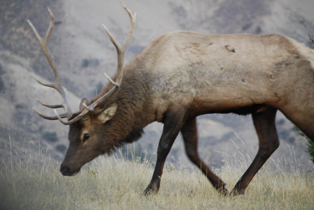 Bucks T4 Lodge Big Sky Exterior foto