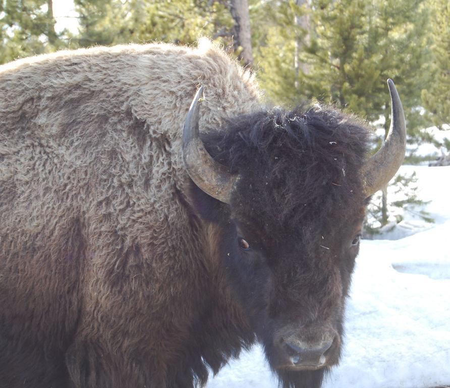Bucks T4 Lodge Big Sky Exterior foto